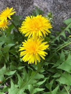 季節の花々の写真を載せるのは、年寄りが多いんだって…笑