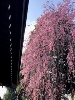 枝垂桜